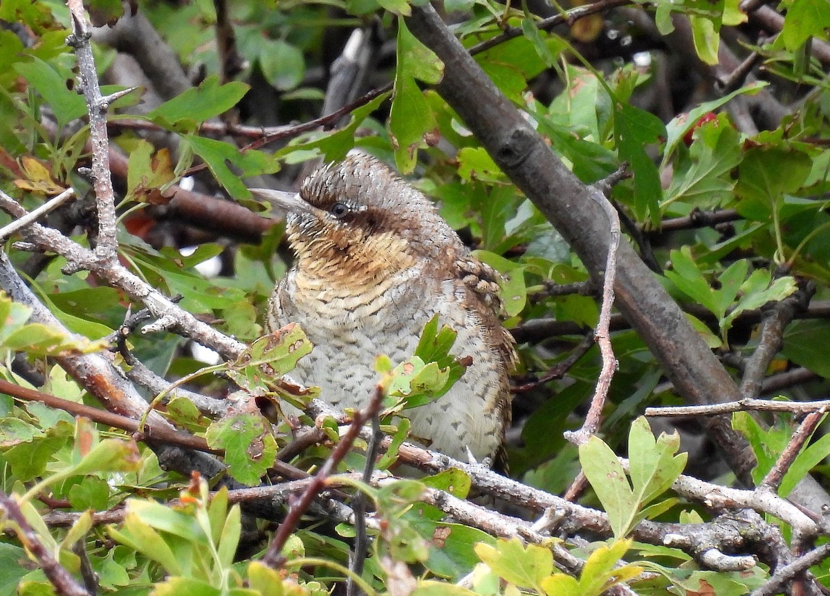 Eurasian Wryneck - ML481117661