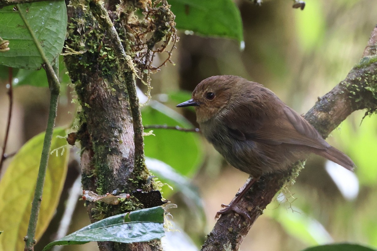 Papuan Scrubwren - ML481118271