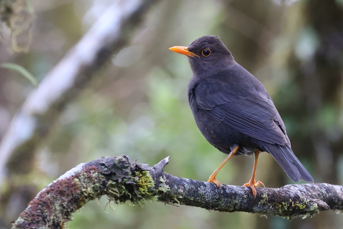 Island Thrush (Papuan) - Trevor Hardaker