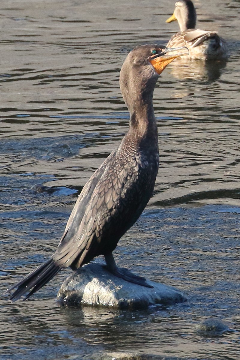 Double-crested Cormorant - Jeffrey Fenwick