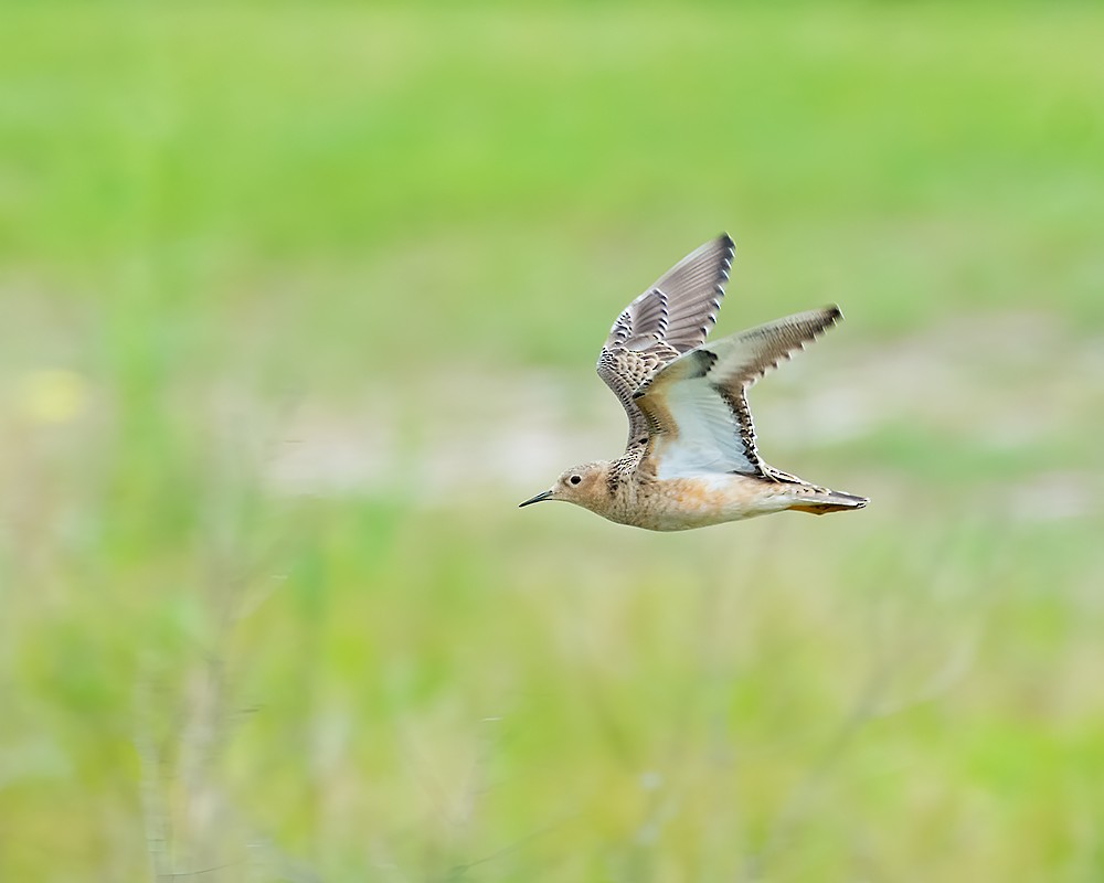 Buff-breasted Sandpiper - Farokh Jamalyaria