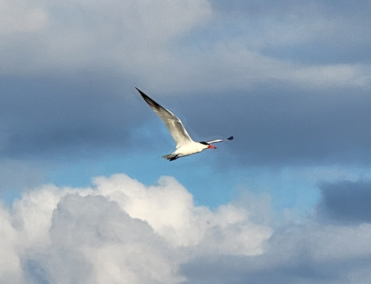 Caspian Tern - Mark DiGiovanni