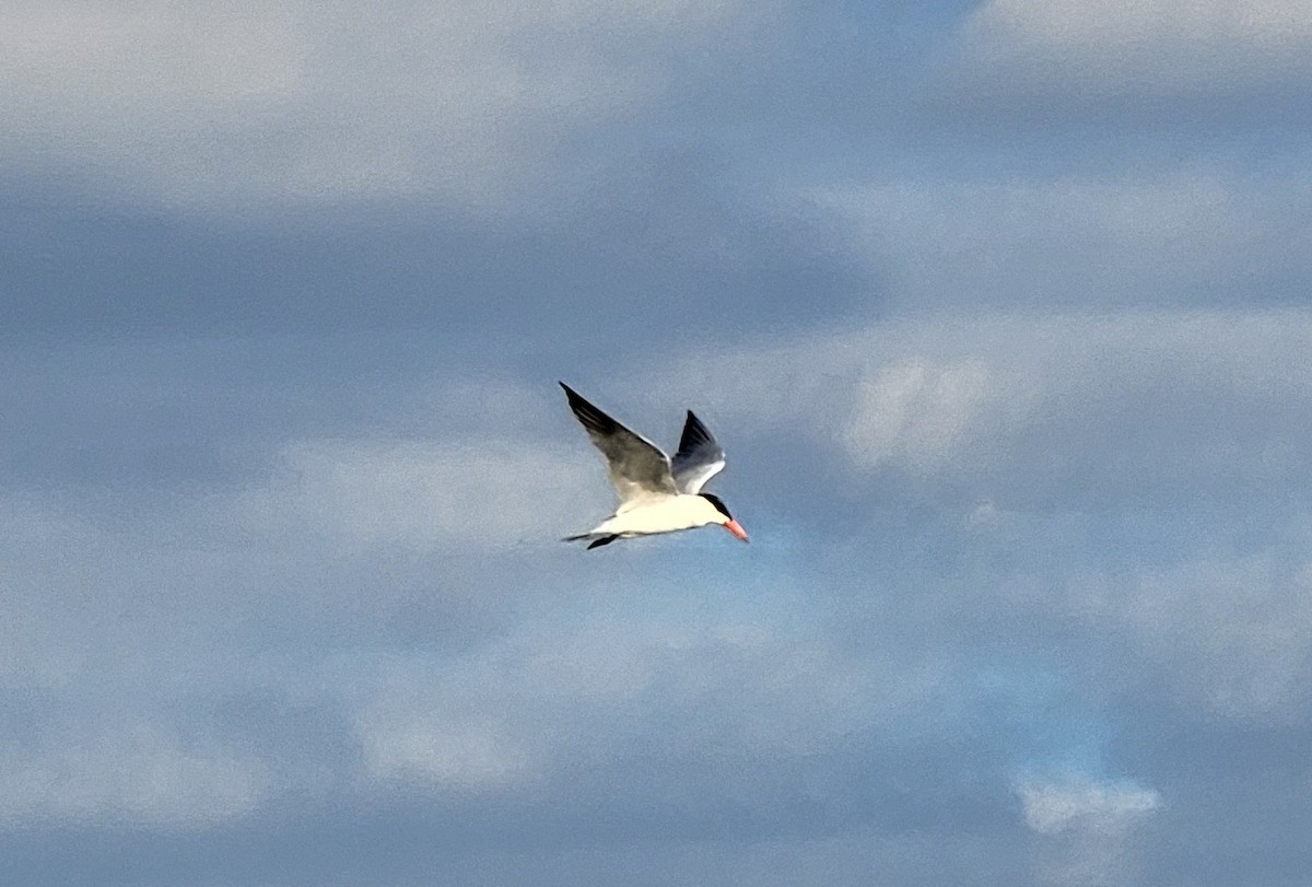 Caspian Tern - Mark DiGiovanni