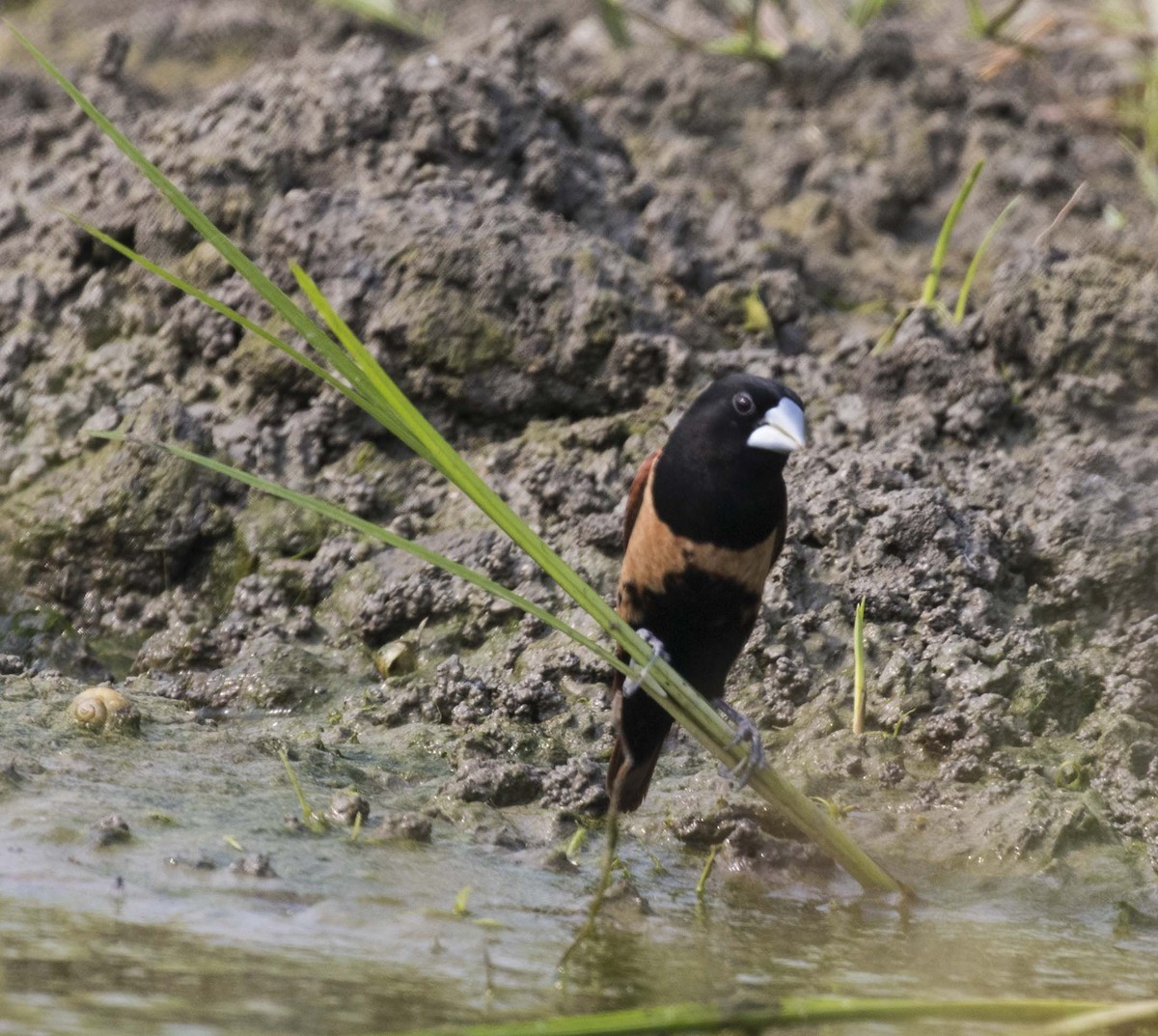 Tricolored x Chestnut Munia (hybrid) - ML481121531