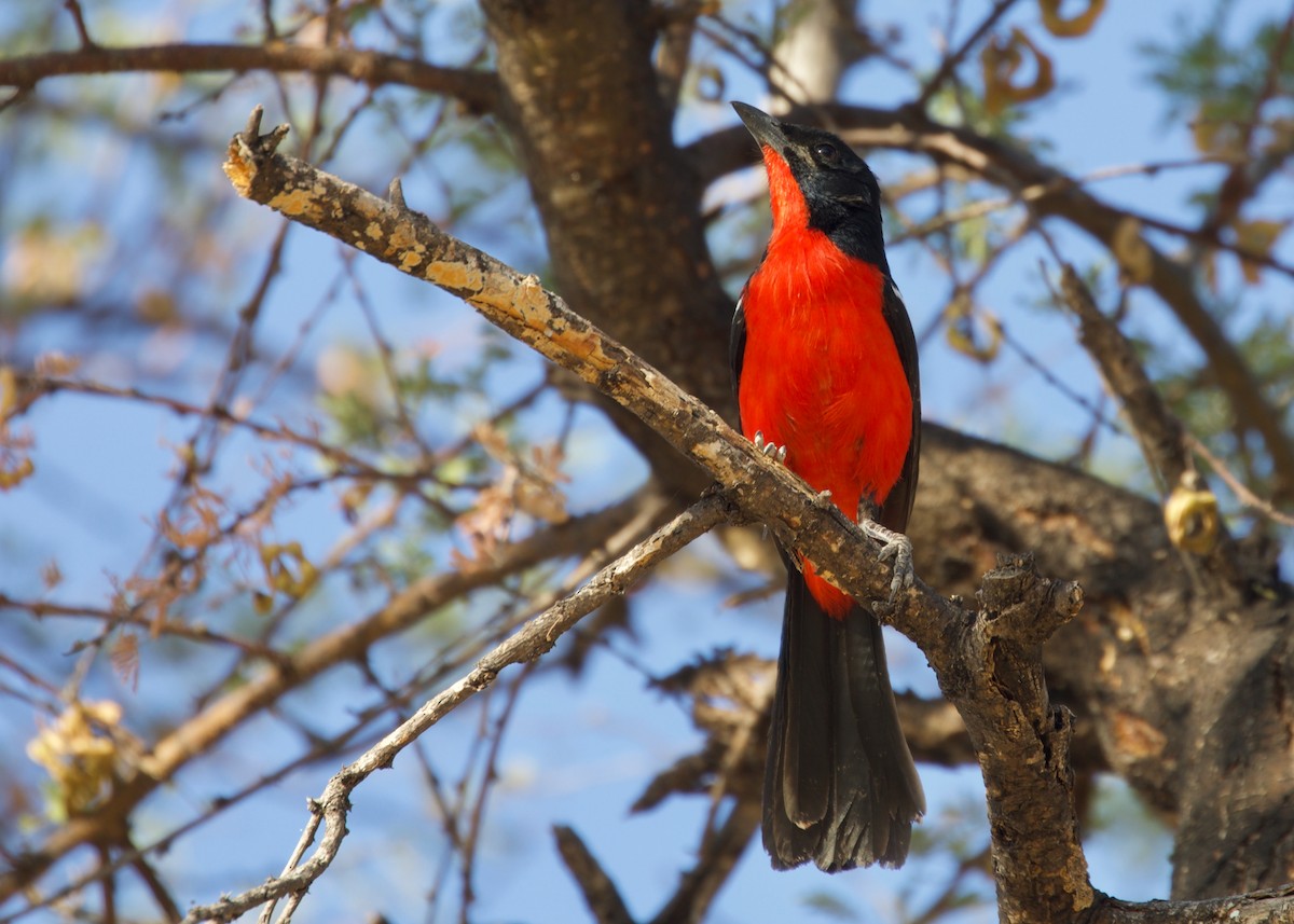 Crimson-breasted Gonolek - ML481121891