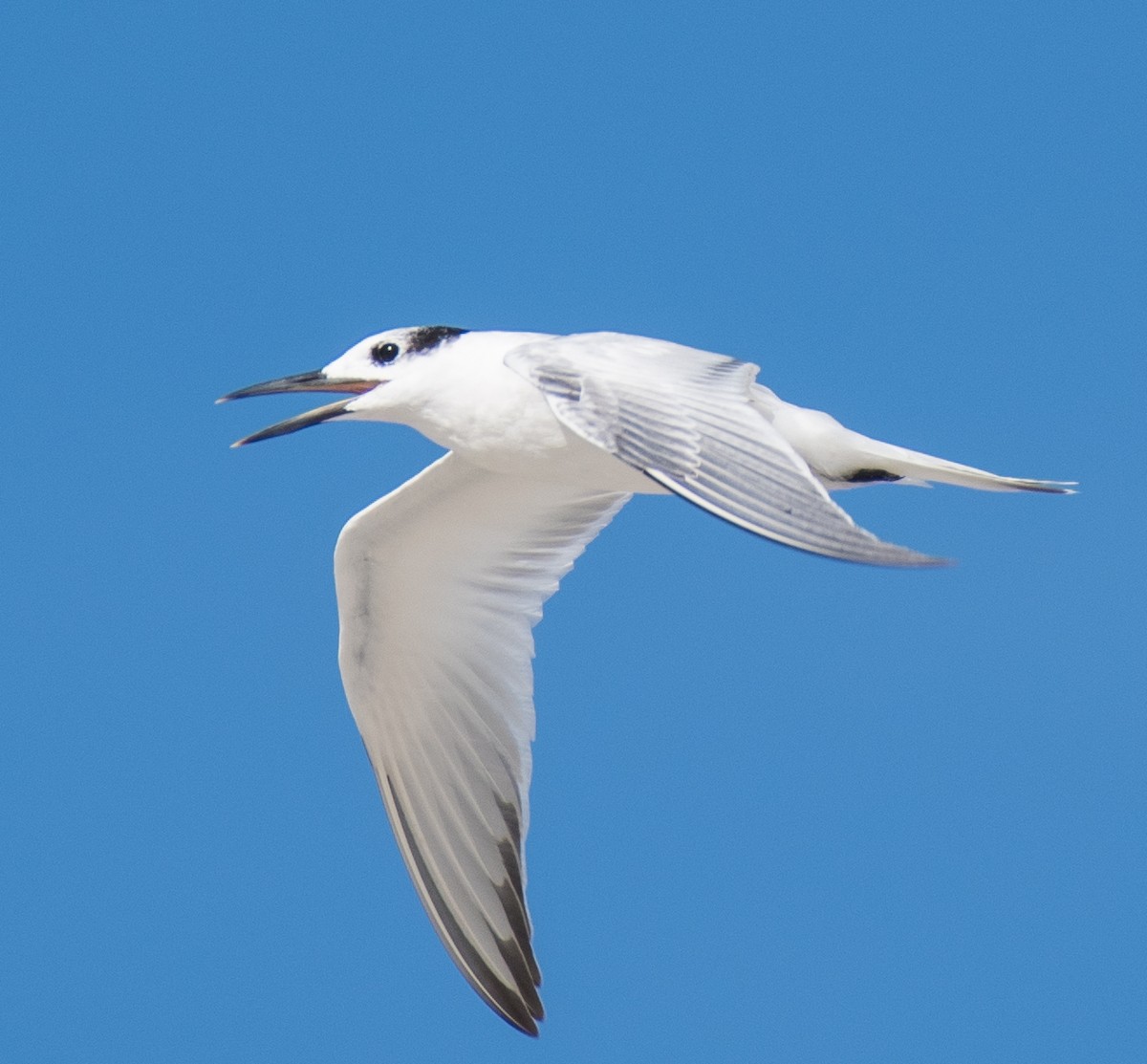 Sandwich Tern - Liling Warren