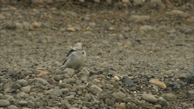 Snow Bunting - ML481122