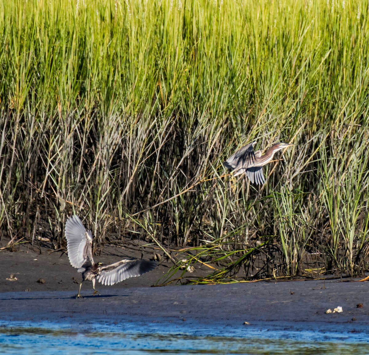 Green Heron - ML481122341