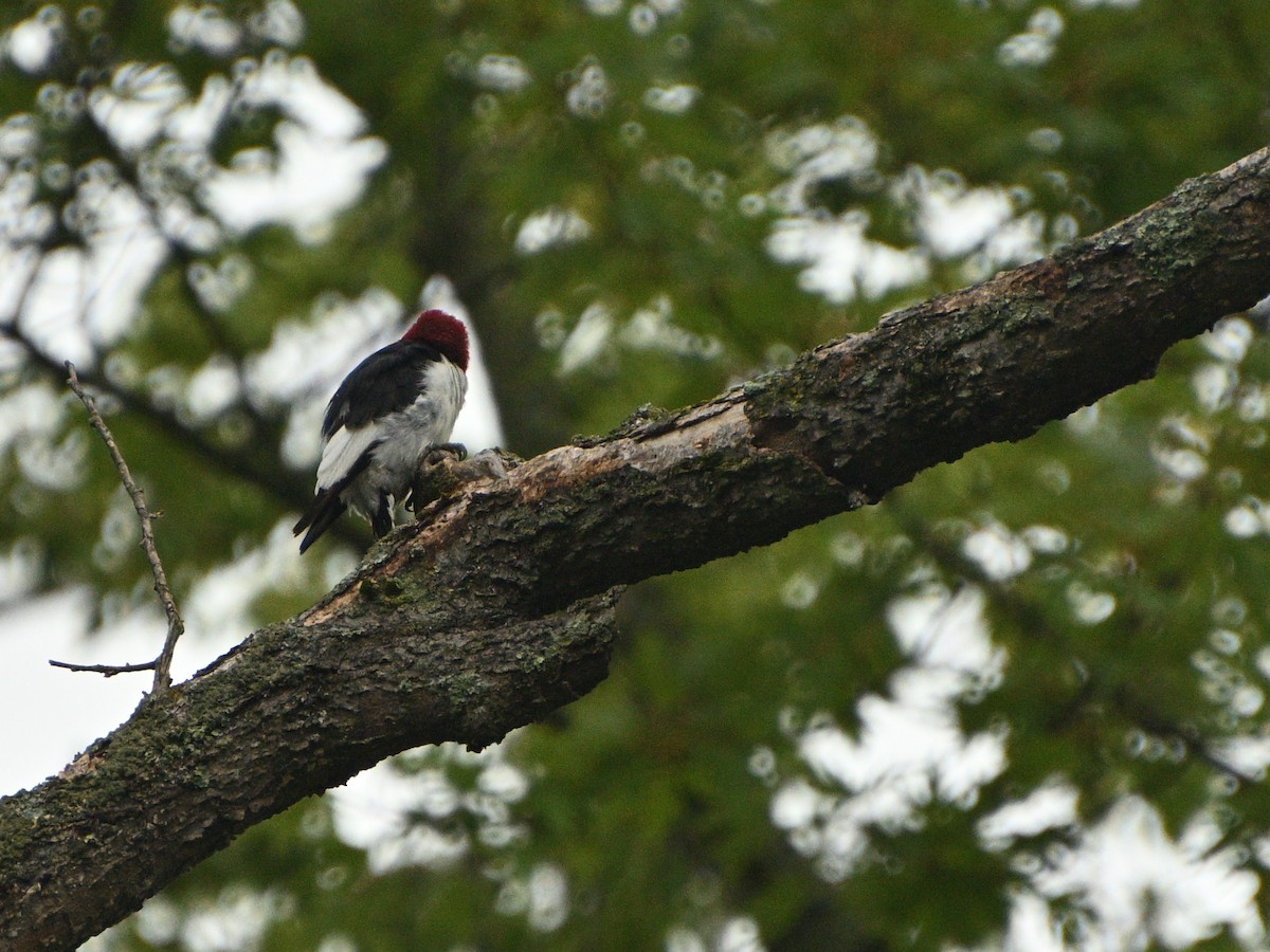 Red-headed Woodpecker - Mark DeYoung