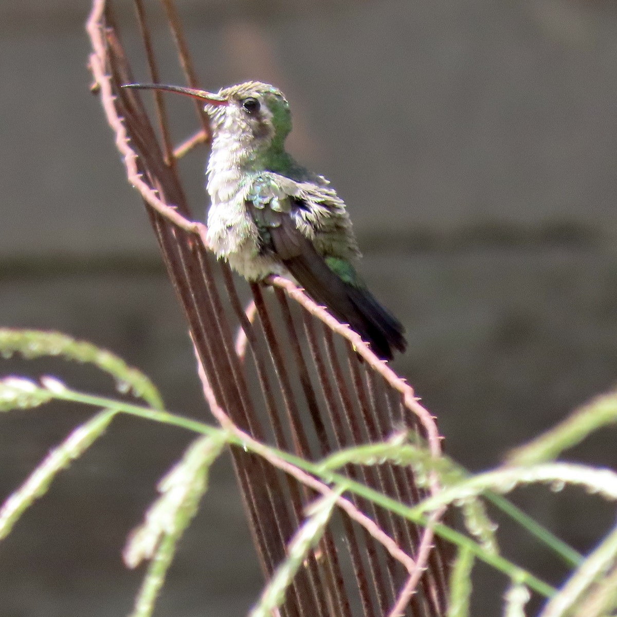 Broad-billed Hummingbird - bubba singleton