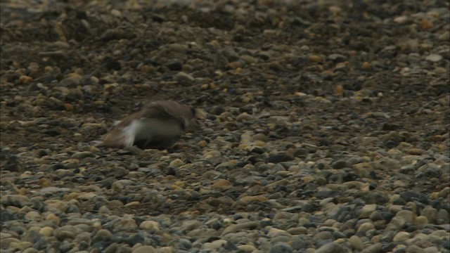 Semipalmated Plover - ML481124