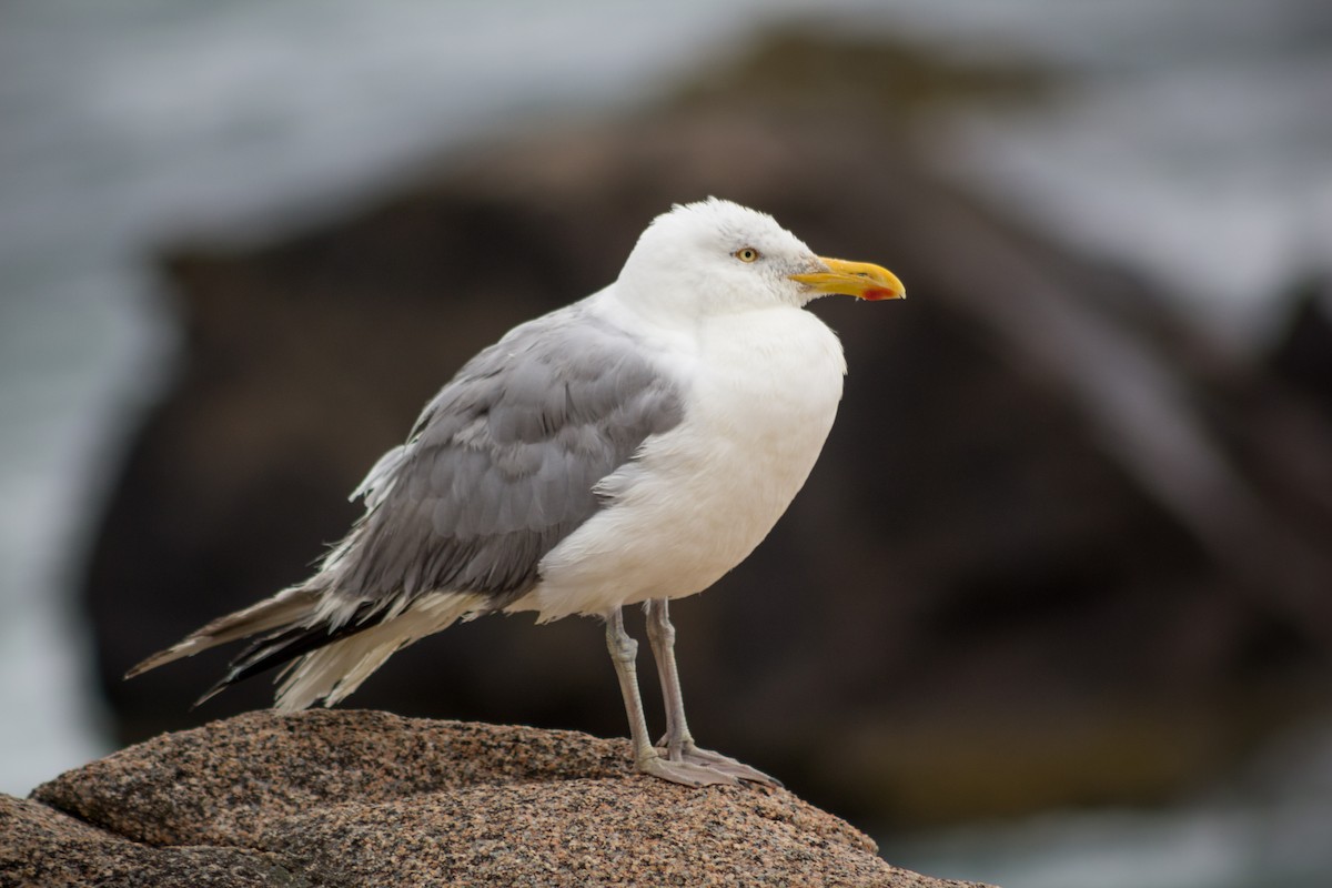 Gaviota Argéntea - ML481124371