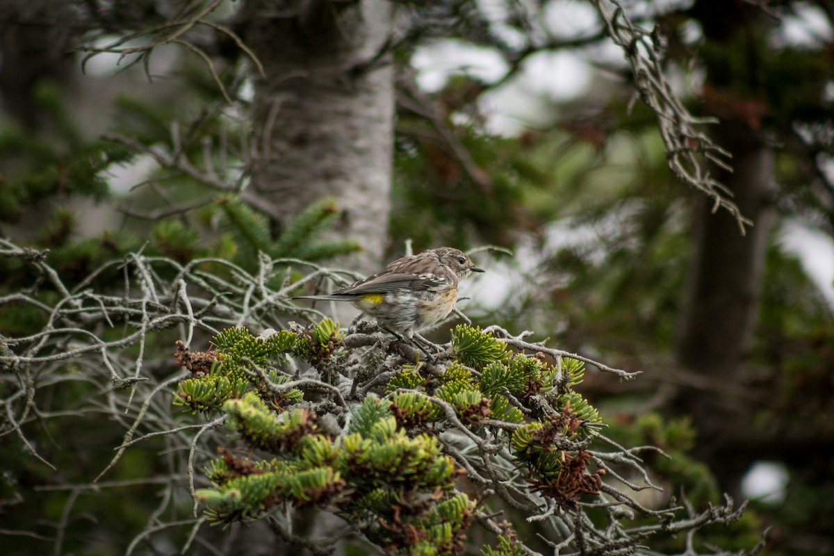 Yellow-rumped Warbler - ML481124631