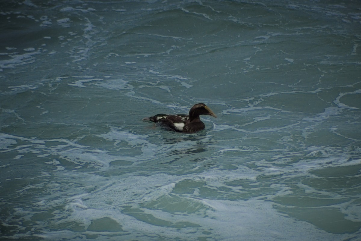 Common Eider - ML481124771