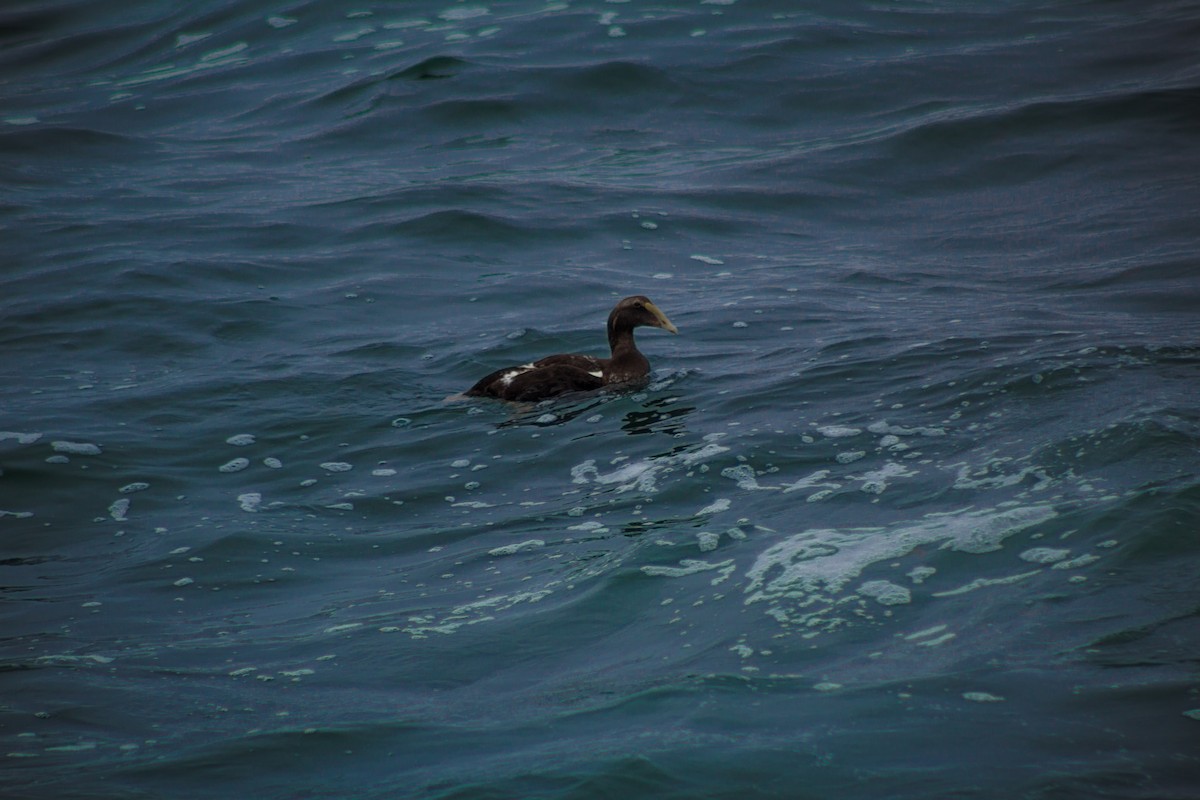 Common Eider - ML481124791