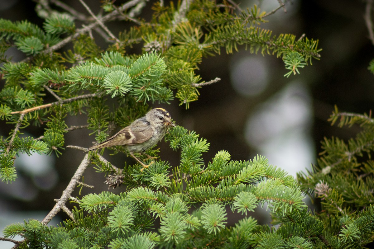 Golden-crowned Kinglet - ML481125071