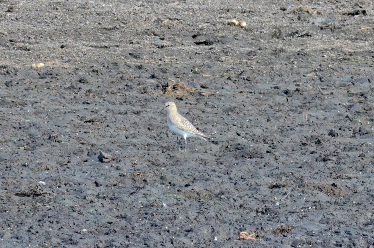 Baird's Sandpiper - ML481125161