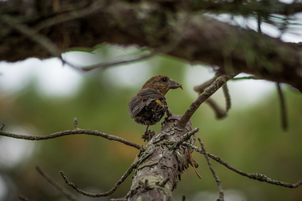 Red Crossbill - ML481125181