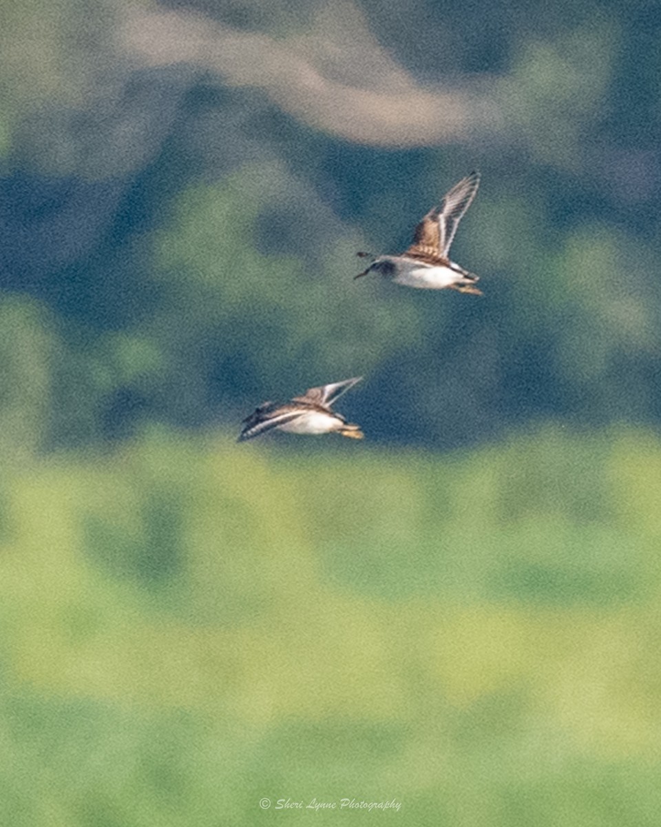 Least Sandpiper - ML481127161