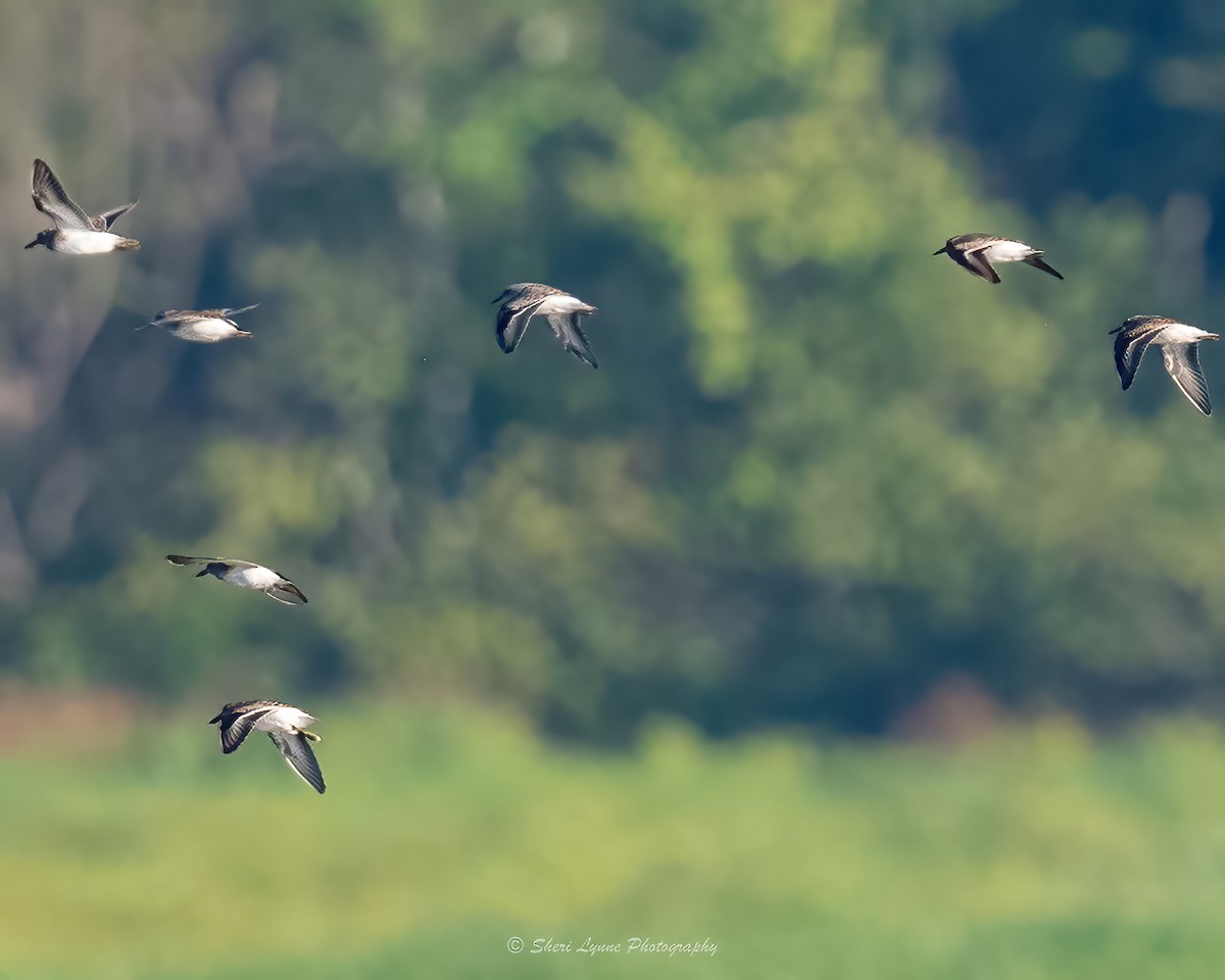 Least Sandpiper - ML481127171