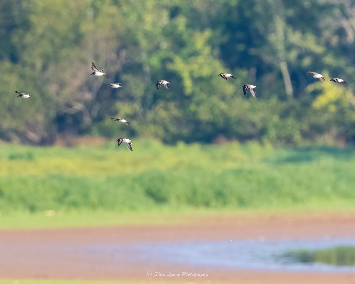 Least Sandpiper - ML481127181