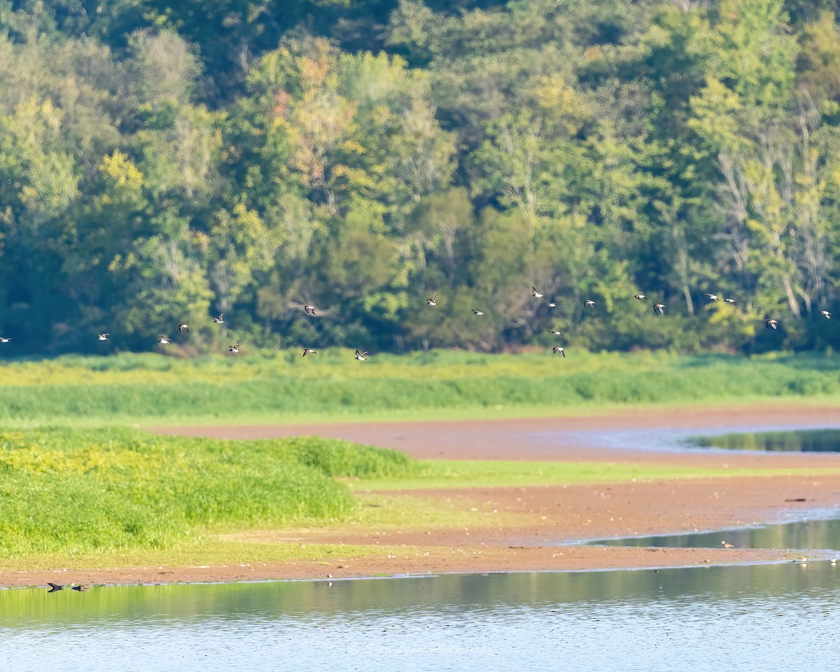Least Sandpiper - ML481127191
