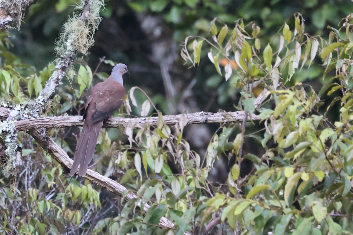 Amboyna Cuckoo-Dove - ML481127361