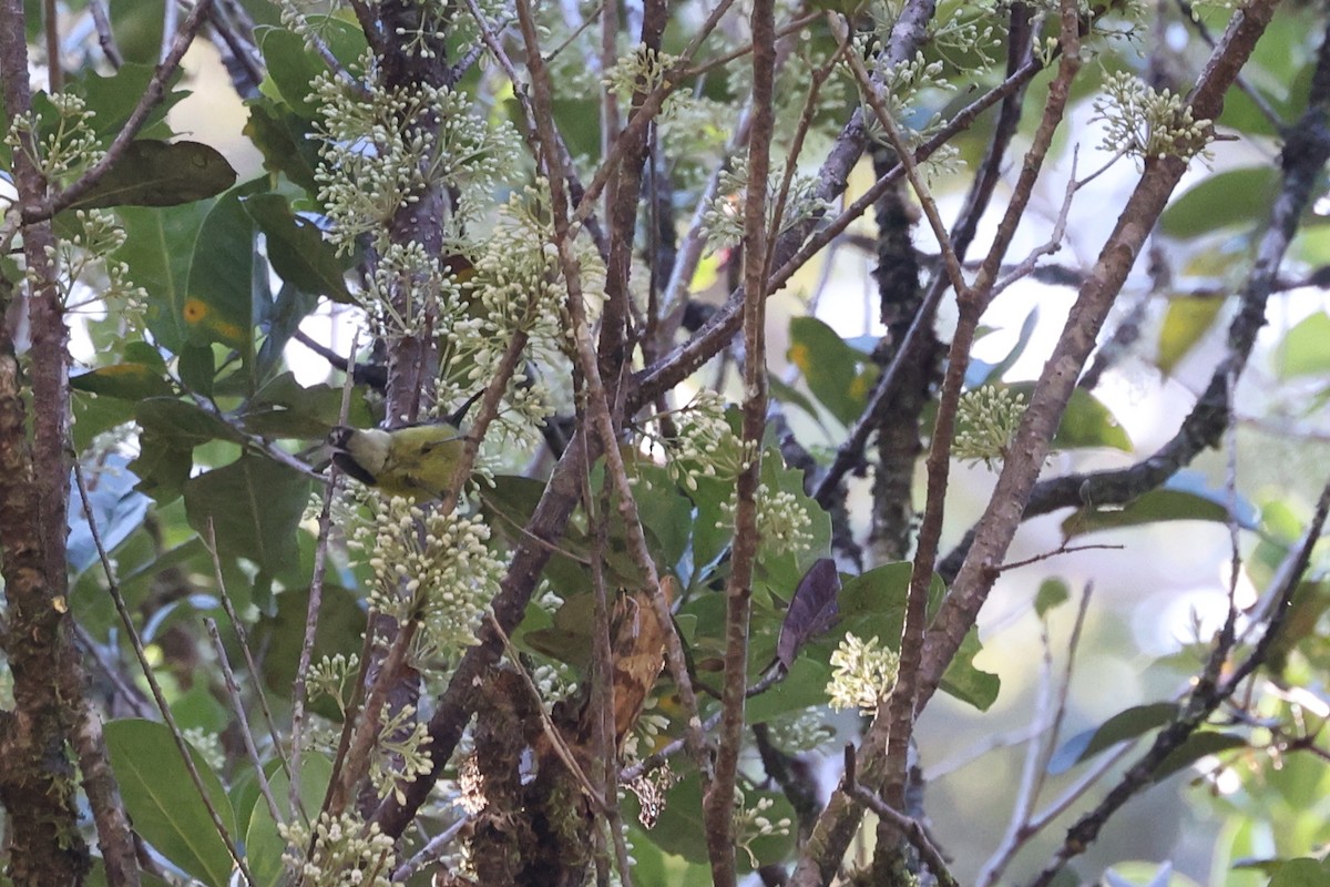 Slaty-chinned Longbill - ML481127891