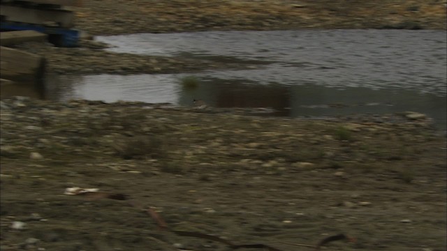 Semipalmated Plover - ML481128