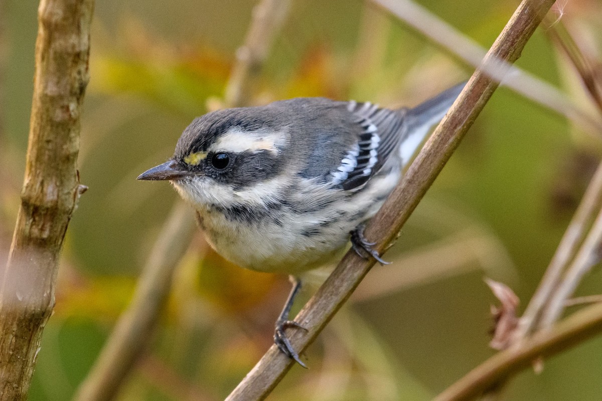 Black-throated Gray Warbler - ML481129381