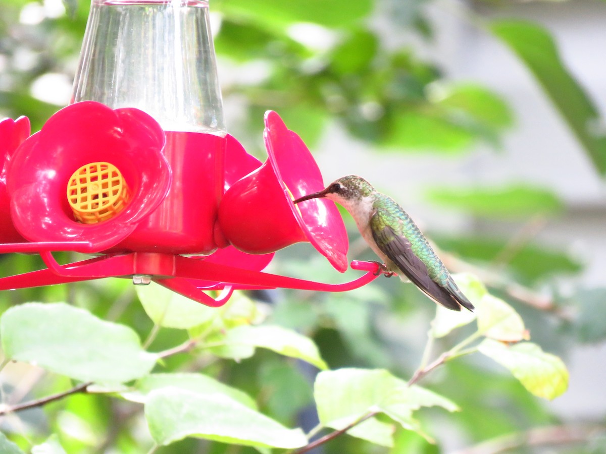 Ruby-throated Hummingbird - ML481130221