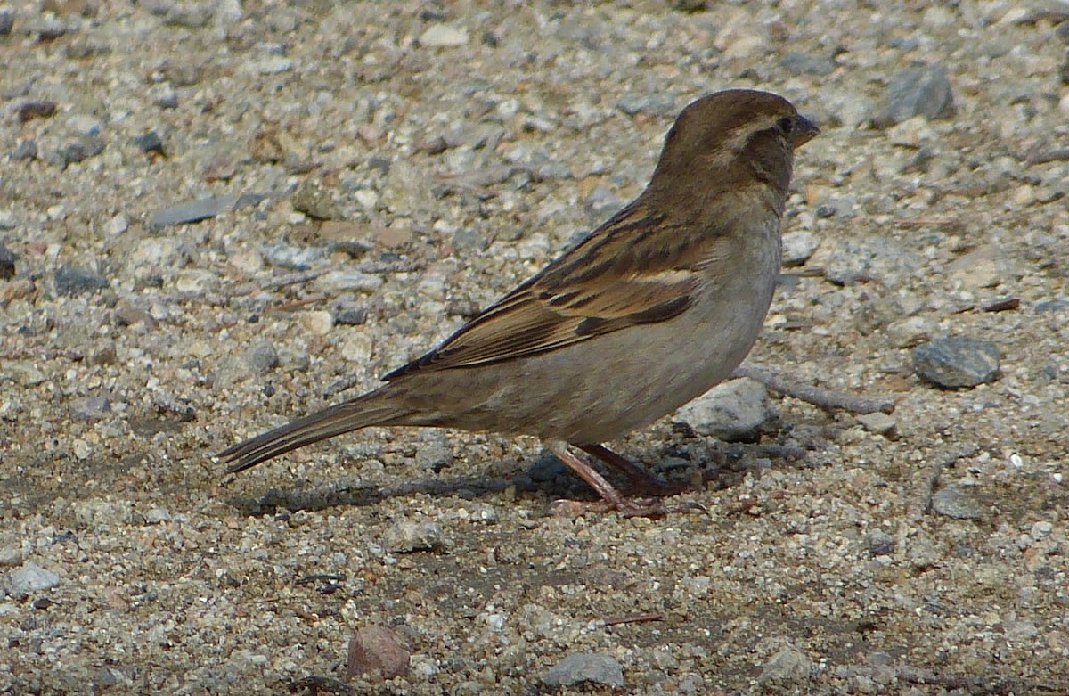 House Sparrow - lynda fenneman