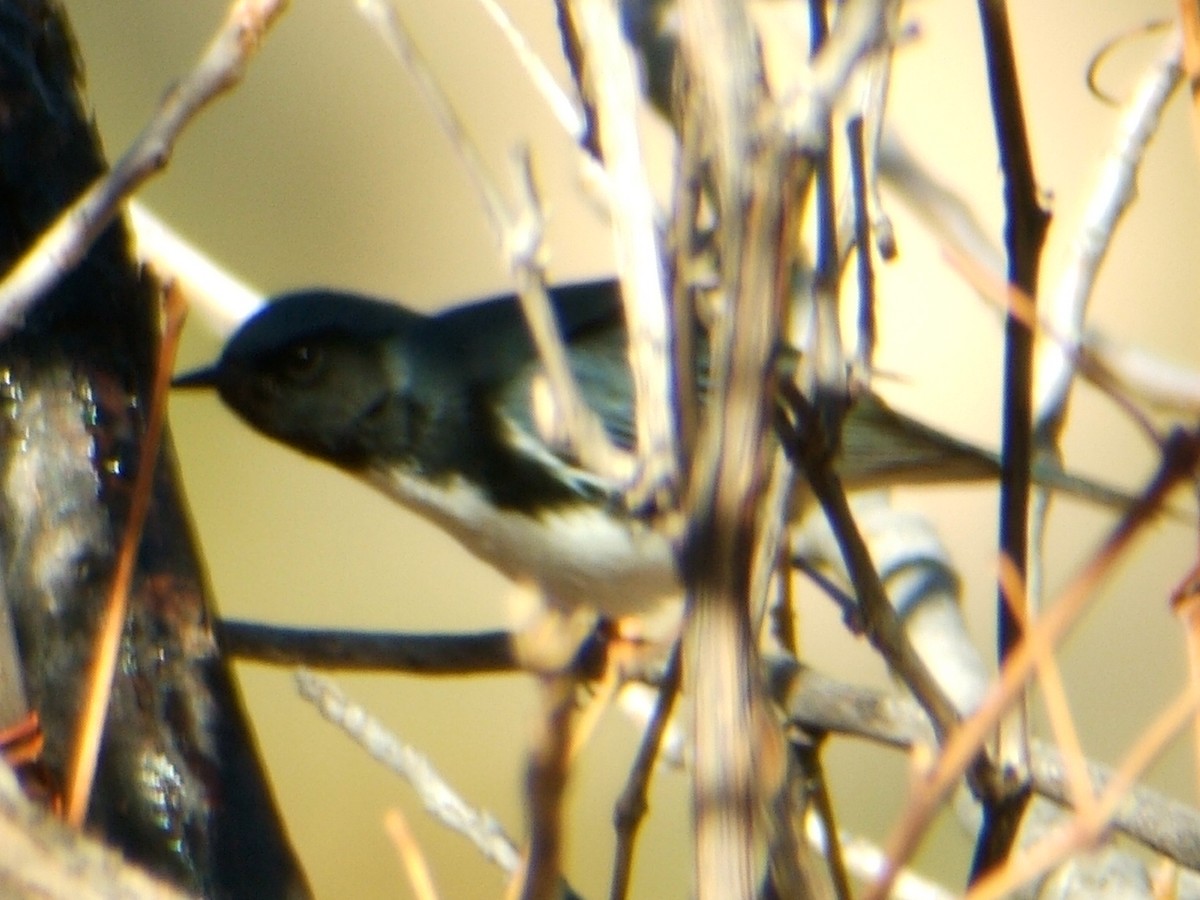 Black-throated Blue Warbler - ML481130841