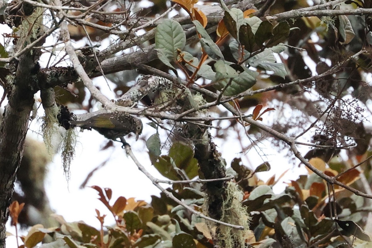 Spotted Berrypecker - ML481131371