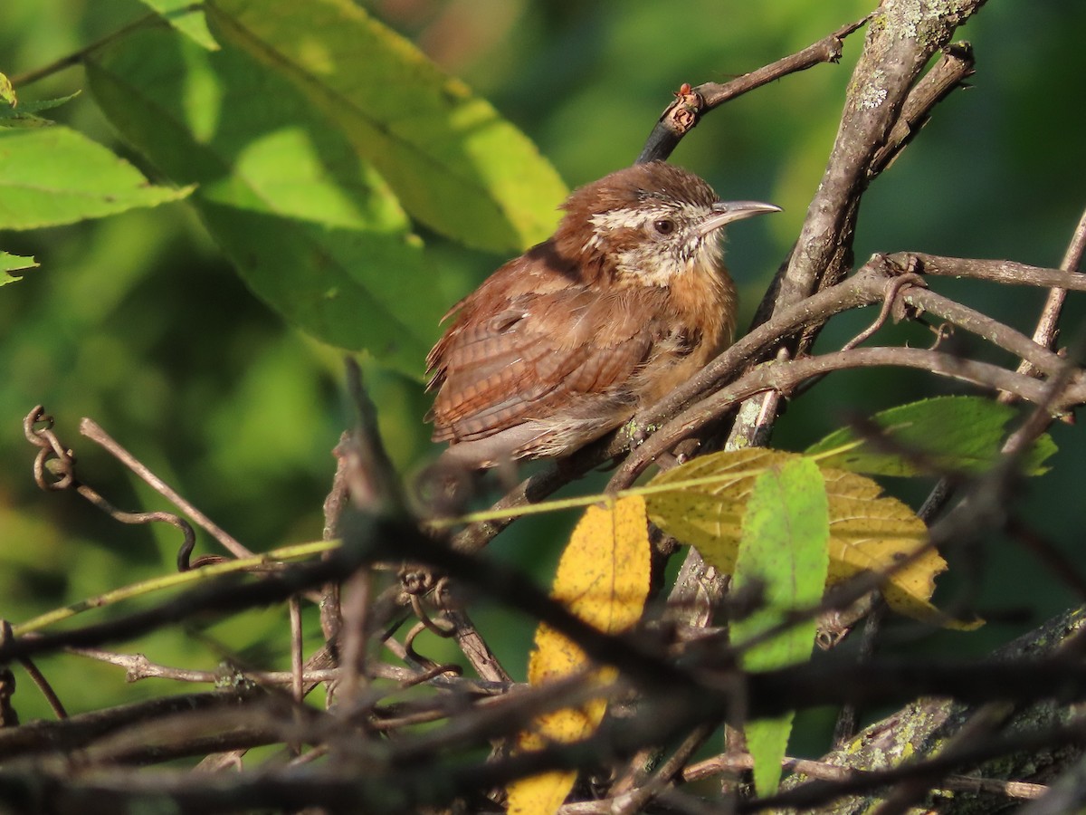 Carolina Wren - ML481131651
