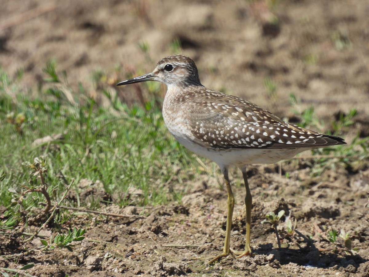 Wood Sandpiper - ML481132581