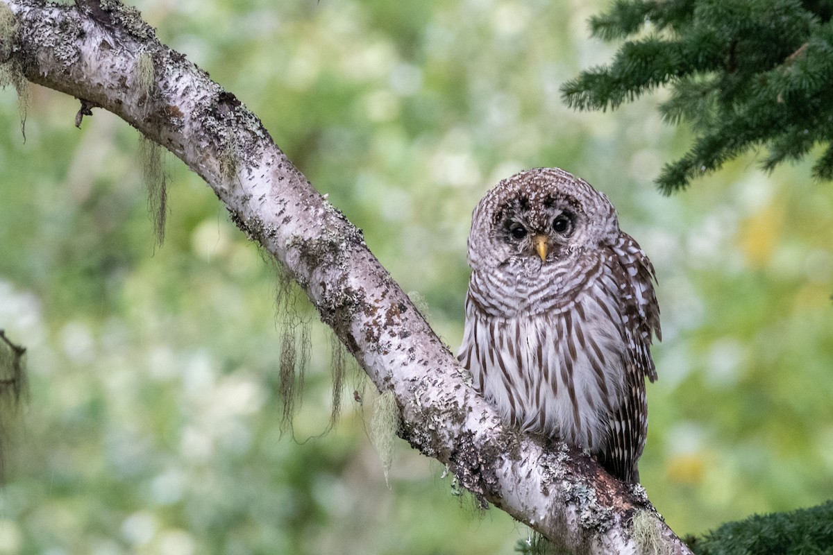 Barred Owl - Anne Spiers