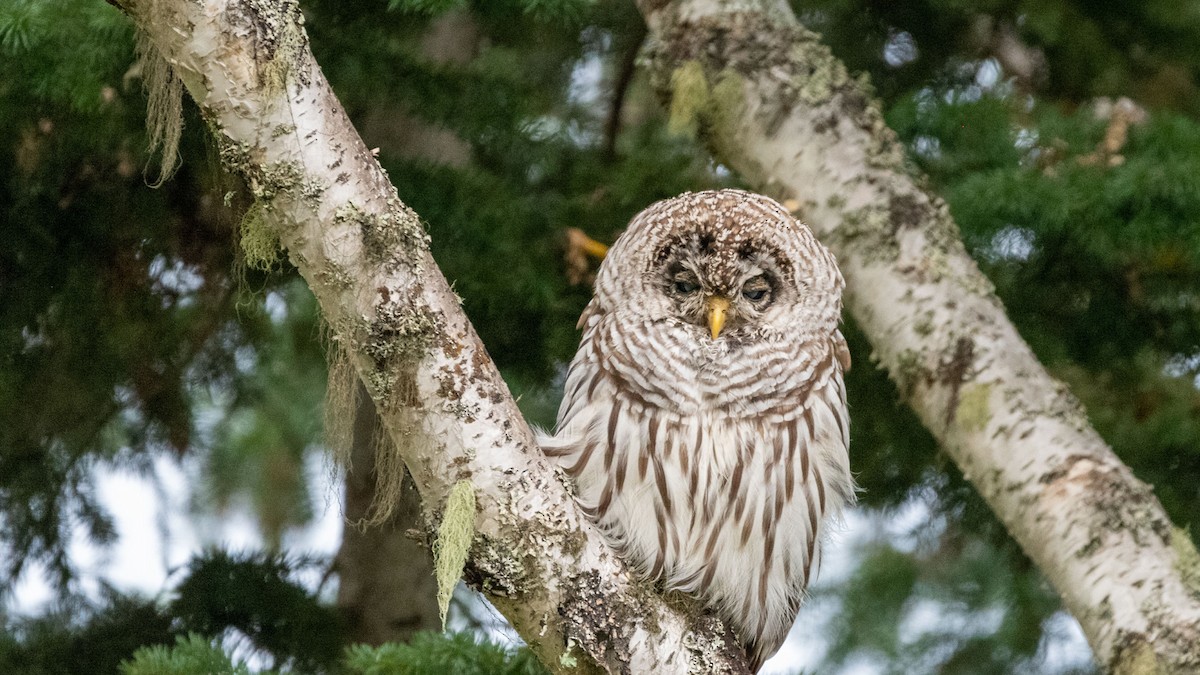 Barred Owl - ML481132931