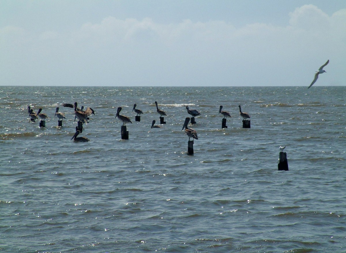 Brown Pelican - ML481132971