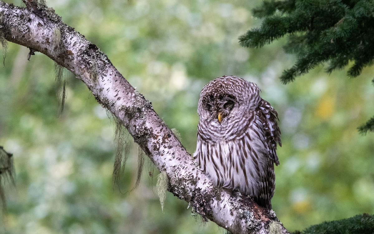 Barred Owl - Anne Spiers