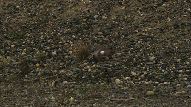 ミズカキチドリ - ML481133