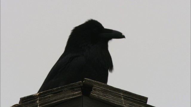 Common Raven - ML481134