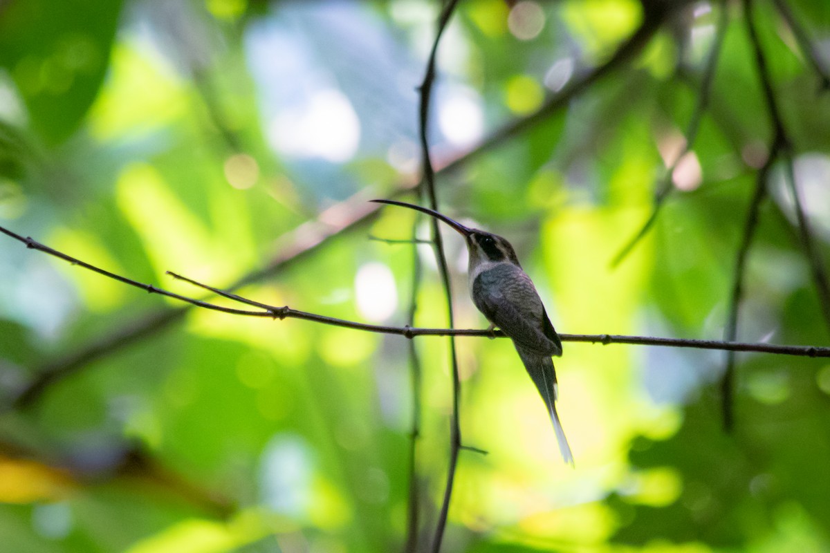 Long-tailed Hermit - André  Zambolli