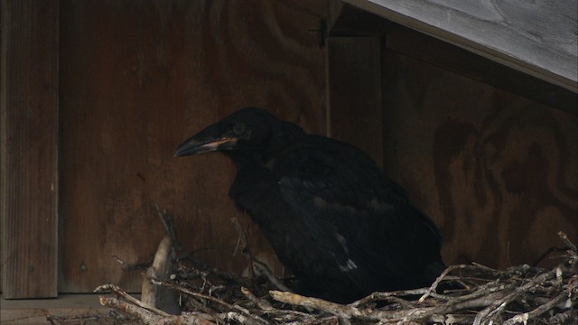 Common Raven - ML481137