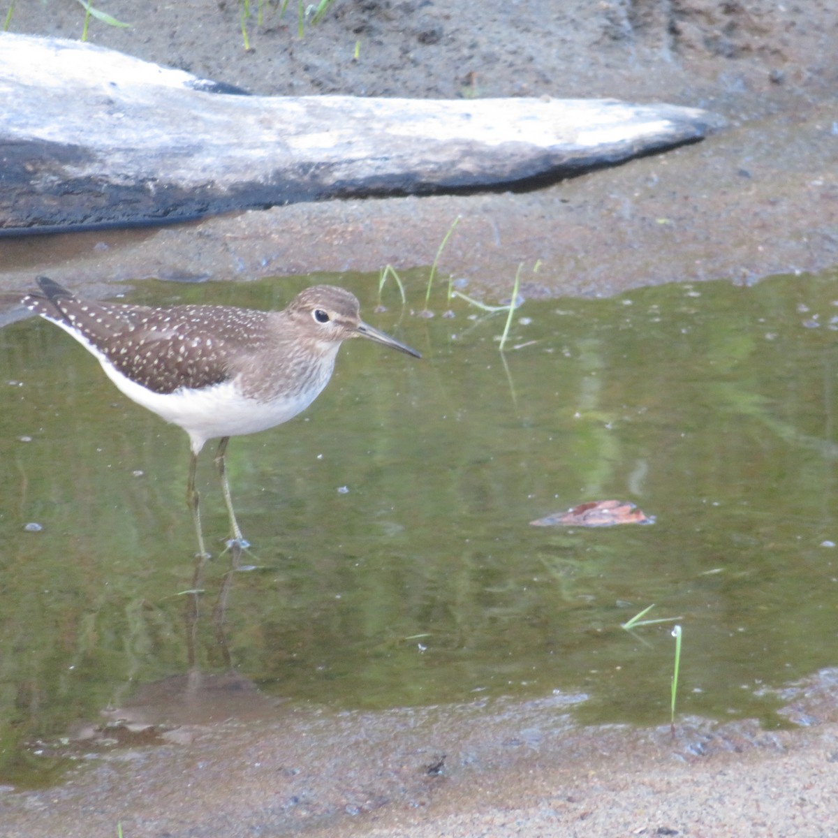 Solitary Sandpiper - ML481137251