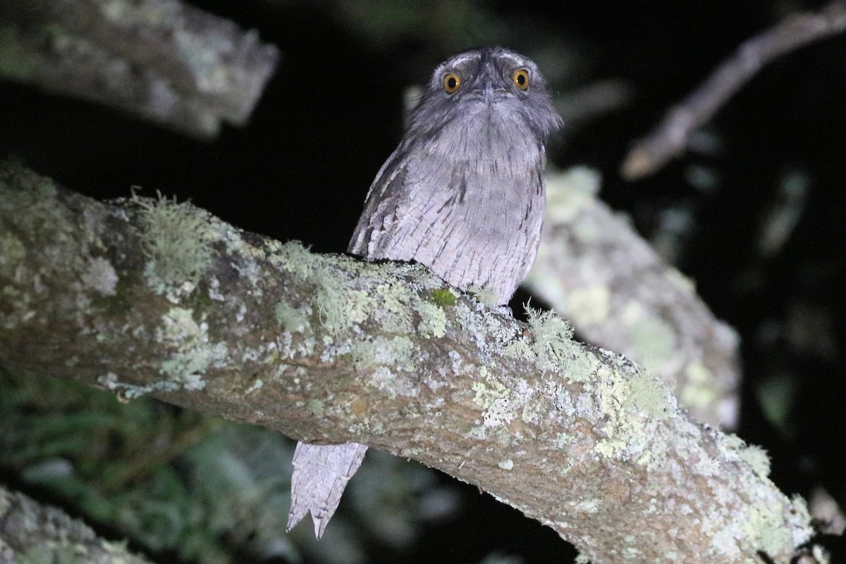 Tawny Frogmouth - ML481139351