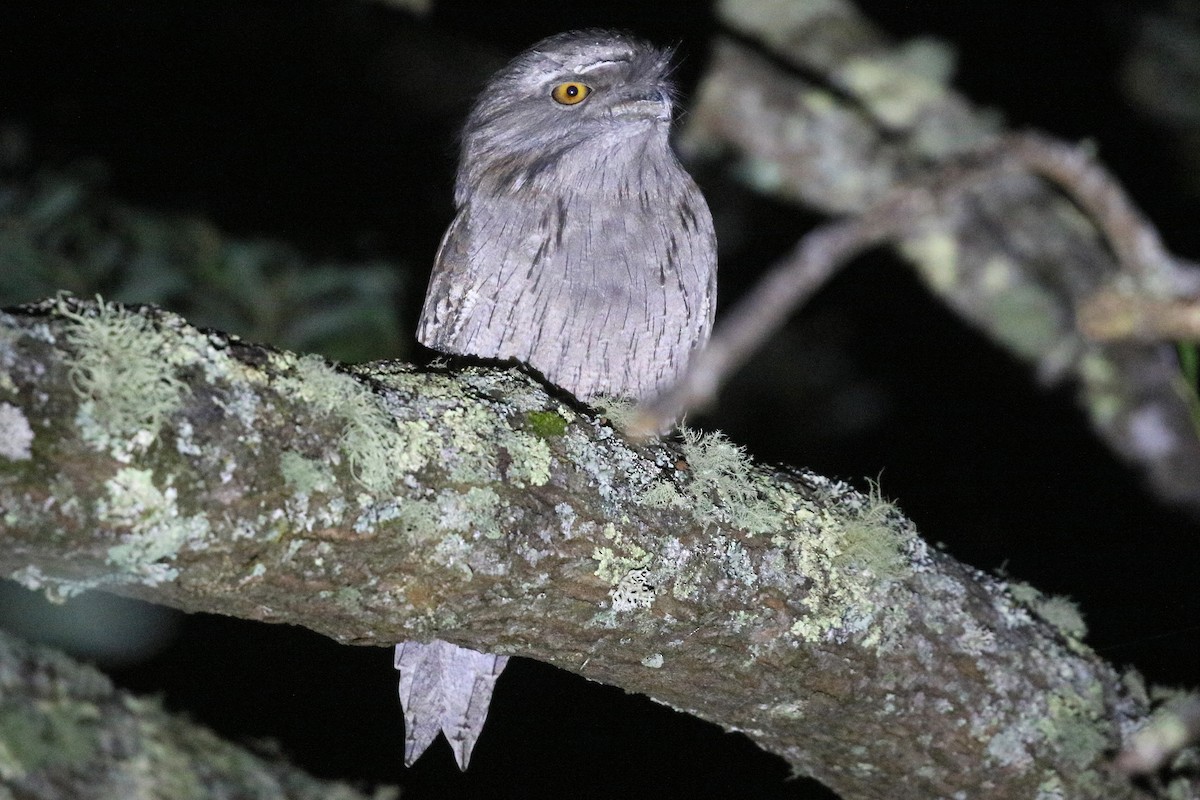 Tawny Frogmouth - ML481139391