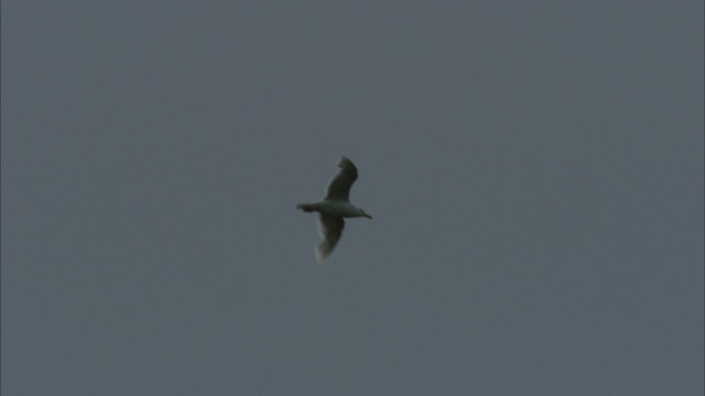 Glaucous Gull - ML481141