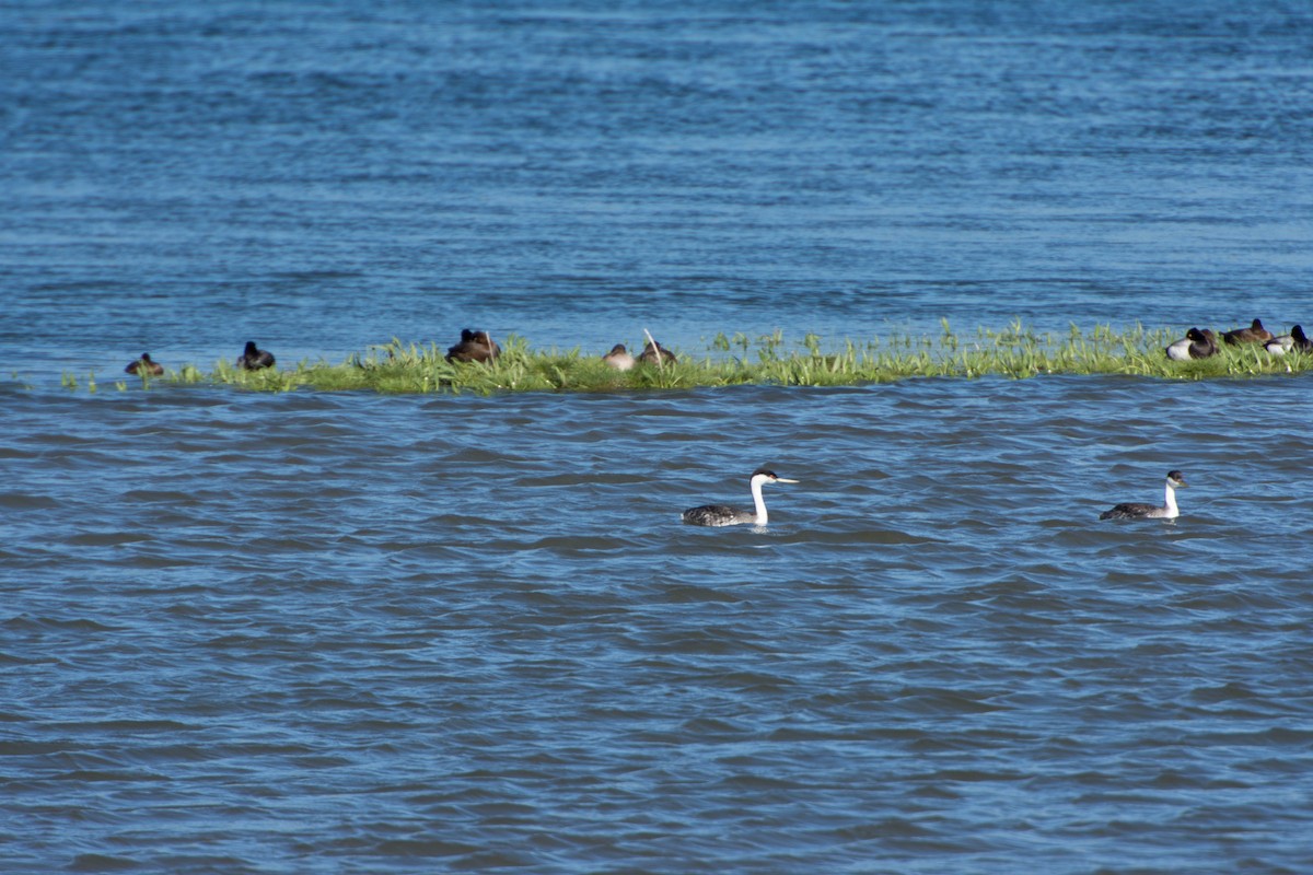potápka západní - ML48114241
