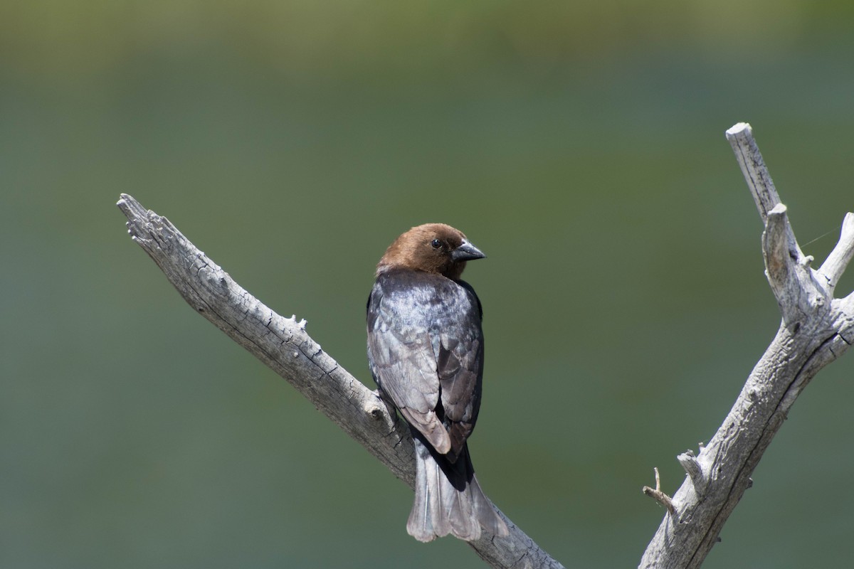 vlhovec hnědohlavý - ML48114351